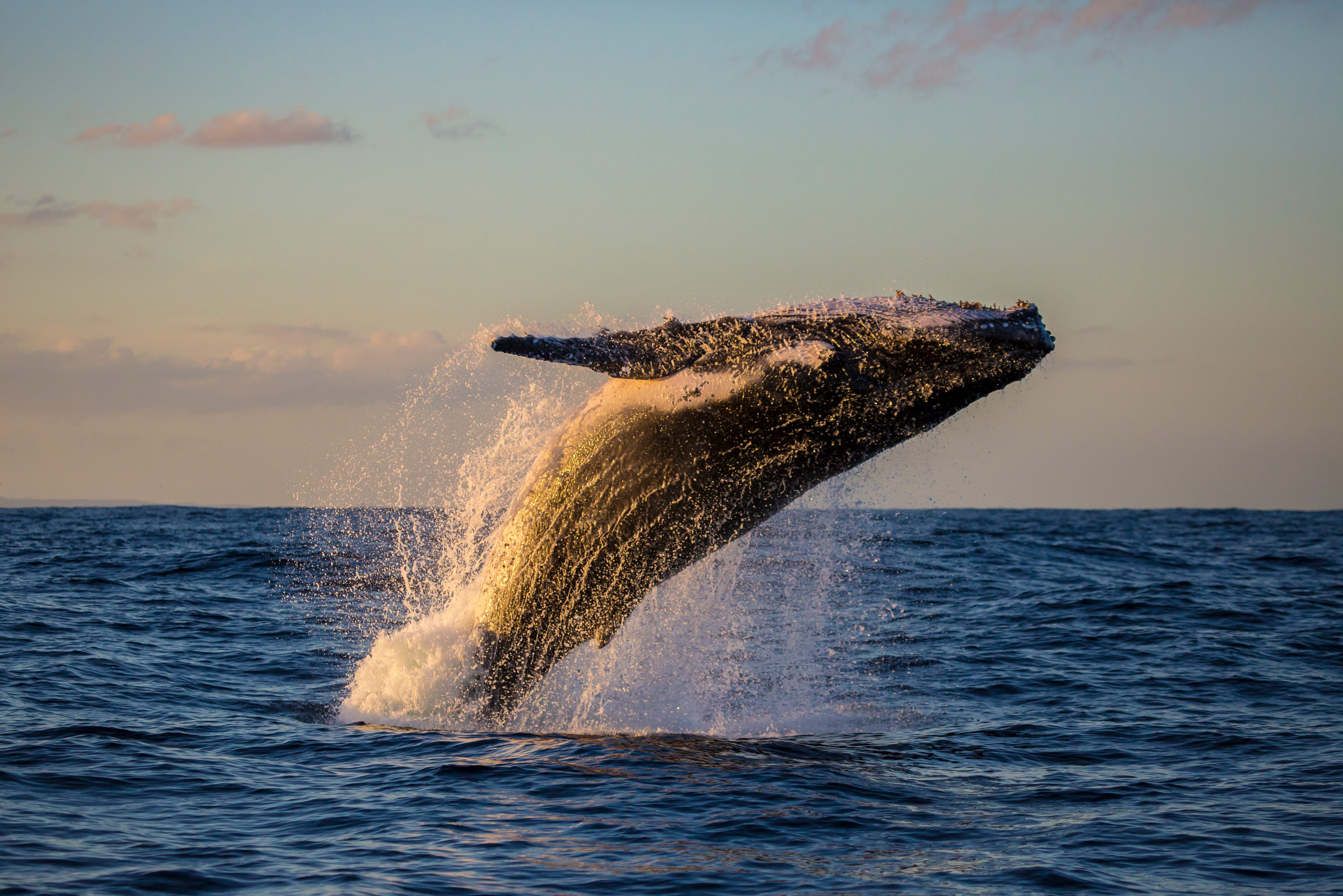 Whale watching off the southern coast of Sri Lanka in January